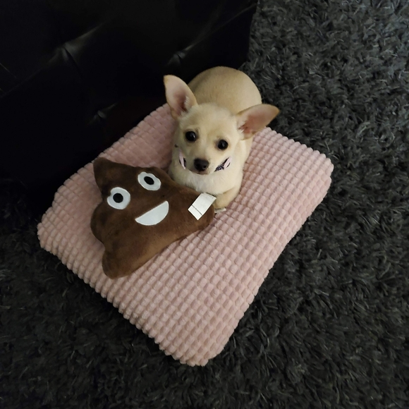 Meet your Posher, Julie - Picture 2 of 4